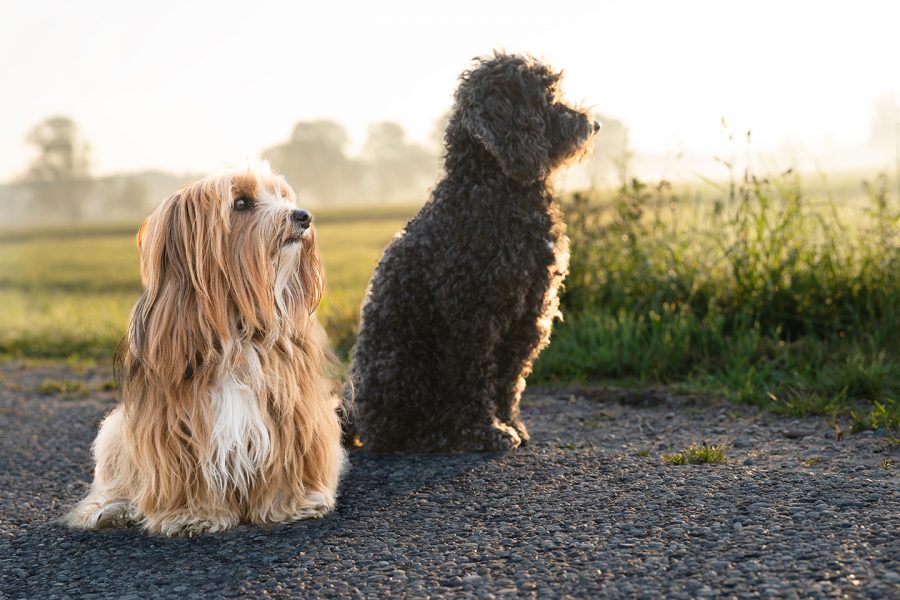 Hunde am Morgen - outdoor fotografiert