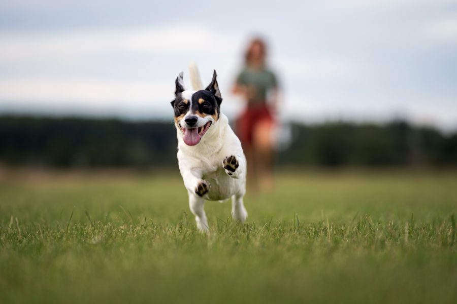 ein kleiner Hund rennt, im Hintergrund sieht man die Besitzerin verschwommen