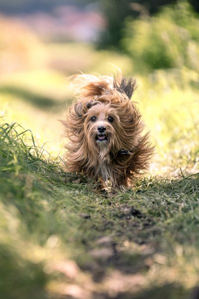 Schnellstart Angebot für Shooting um Augsburg: Hundefotografie in Action. Kleiner Hund rennt, so dass die Haare fliegen.