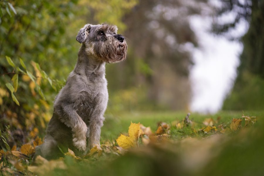 Hundefotografie-Augsburg-München-Ingolstadt Hund im Herbst in Augsburg