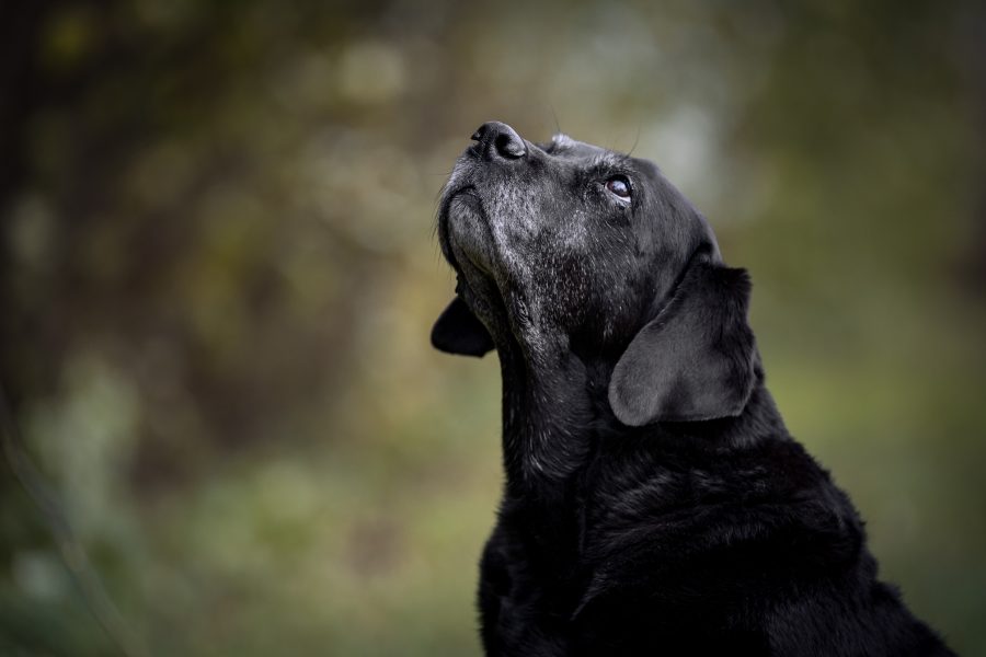 Erinnerung in Fotos: Ein alter Labrador kurz vor seinem Tod, in vertrauter Umgebung