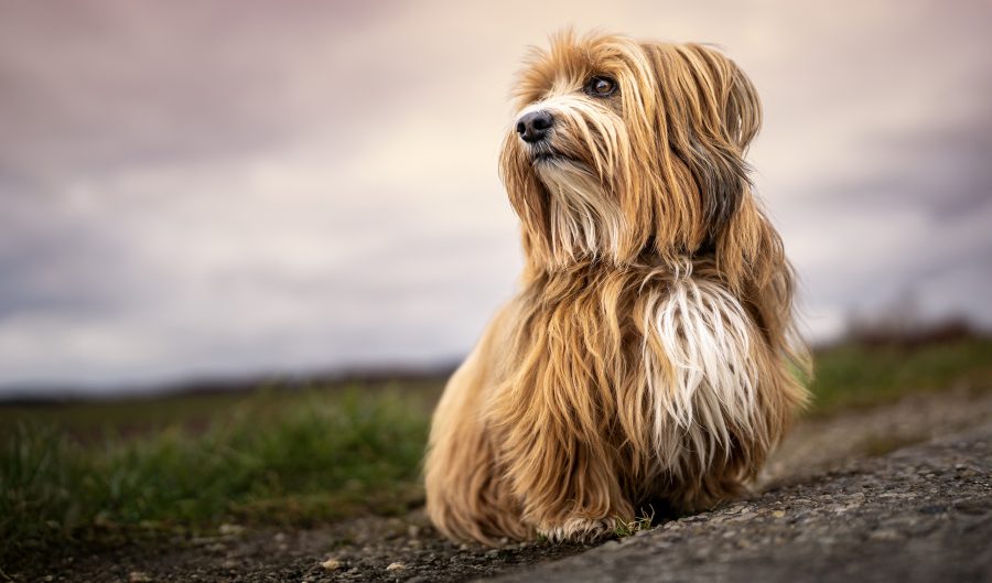Havaneser bei einem Spaziergang am Morgen