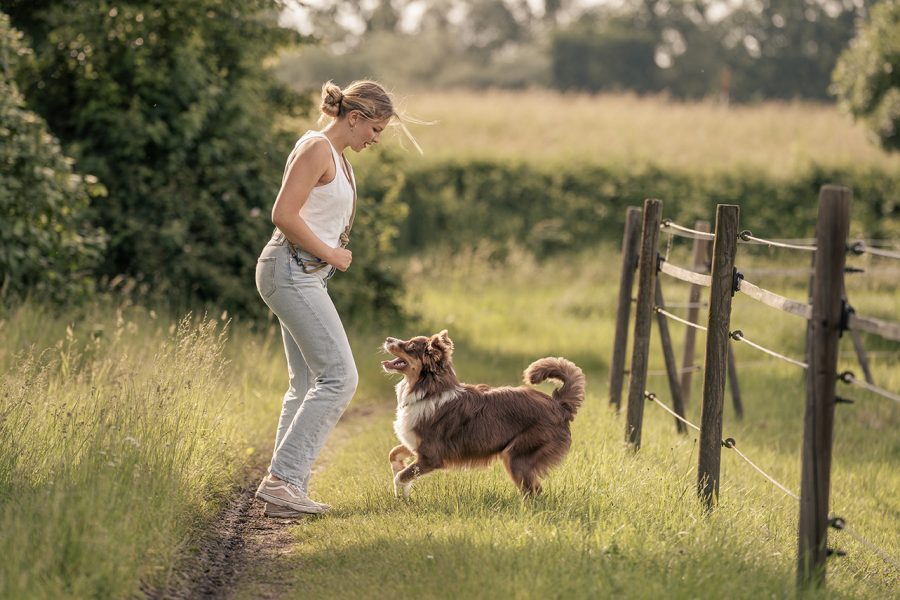 Portrait eines jungen Hundes im Spiel mit seiner Halterin
