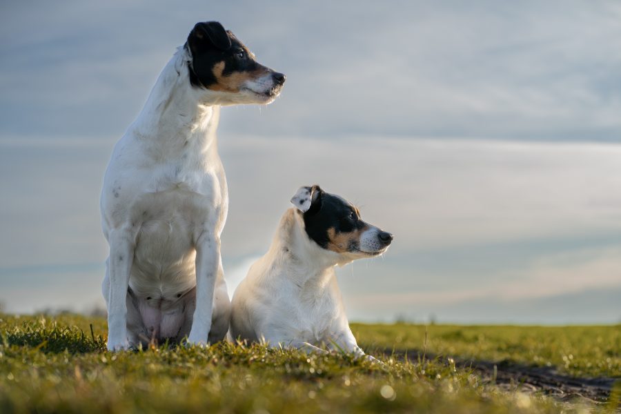 Portrait Foto von zwei Hunden - echte Geschichten in ungestellten Fotos erzählen - Warten auf den richtigen Augenblick
