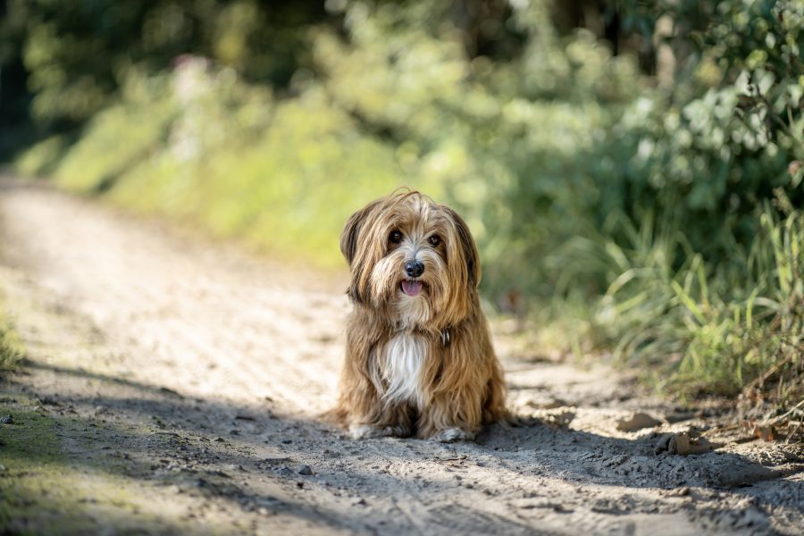 professionelle Fotografie eines kleinen Hundes auf einem Sommer Spaziergang