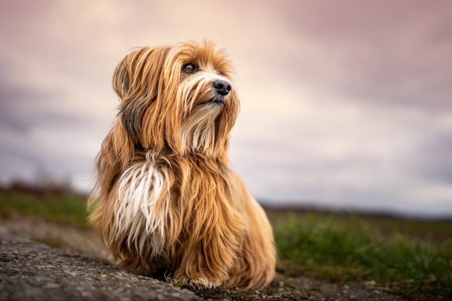 Portrait eines Havanesers in einer Bearbeitung aus einer RAW Bilddatei
