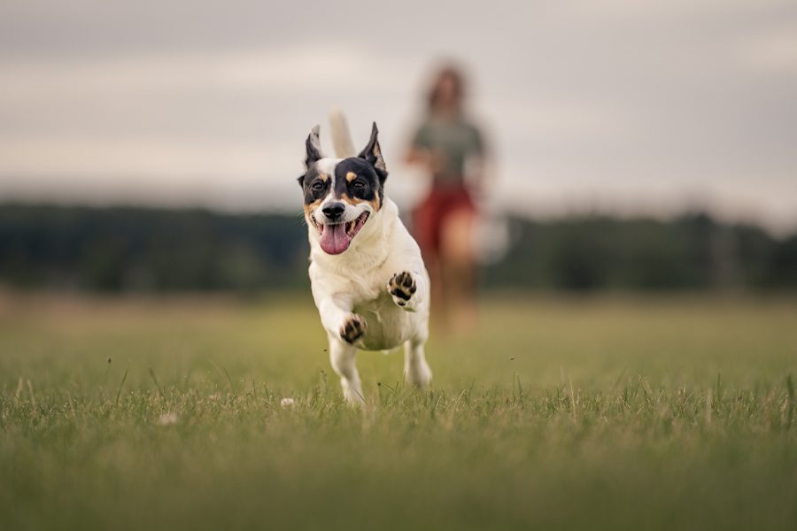 hund-fotograf-augsburg-münchen-ingolstadt