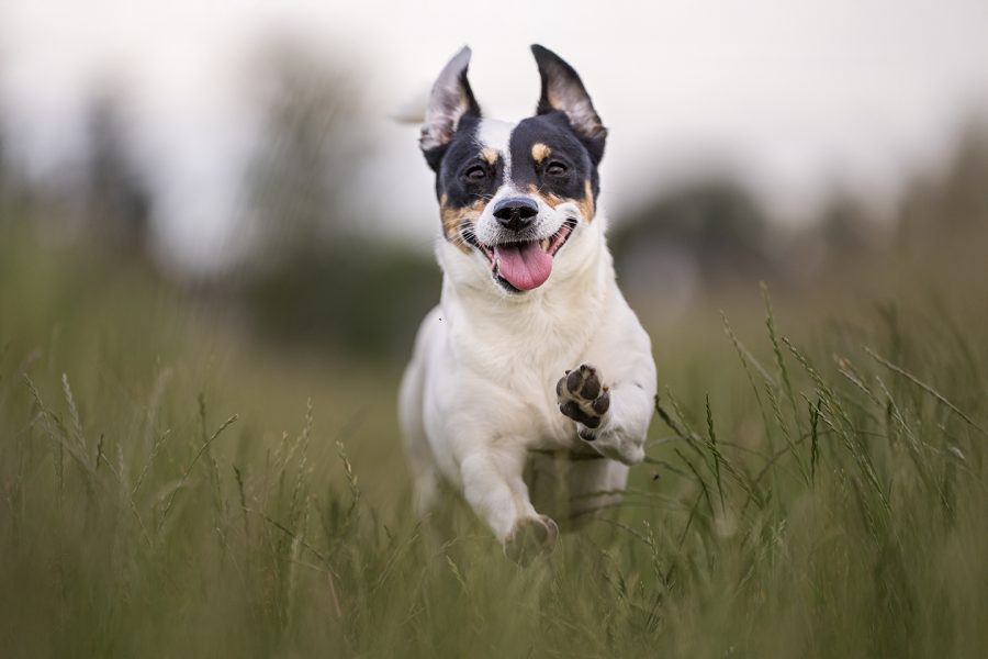 Hunde Fotografie eines kleinen Jack Russel ähnlichen Hundes im Lauf
