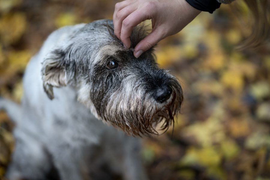 Hund-Augsburg-Fotografie-Portrait-Schnauzer Portrait eines Schnauzers in Augsburg