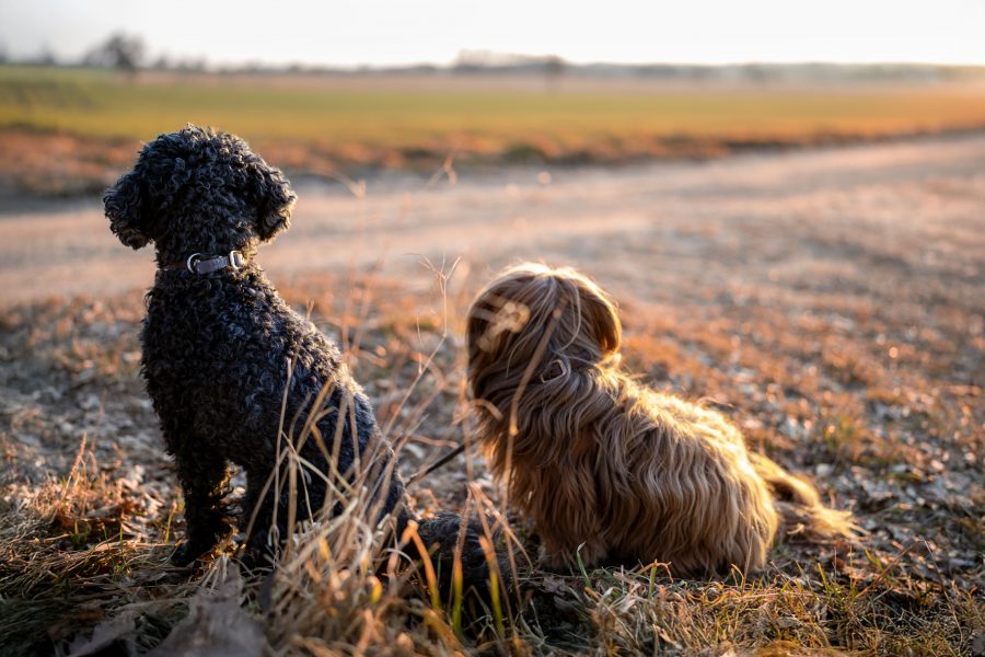 Fotoshooting am Abend: Zwei Hund blicken in das goldene Abendlicht, ringsum Felder